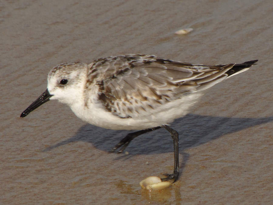 Sanderling
picture