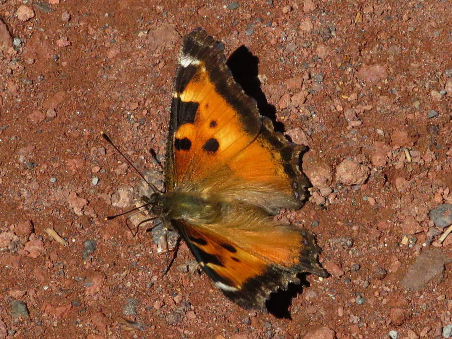 California tortoiseshell butterfly, Colorado Butterflies