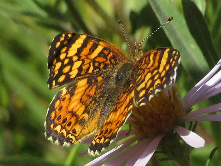 Mylitta Crescent butterfly, Colorado Butterflies