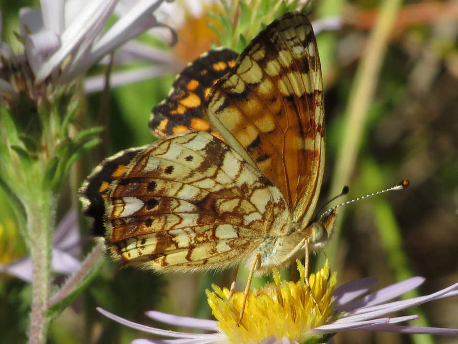 side view of a Mylitta crescent butterfly