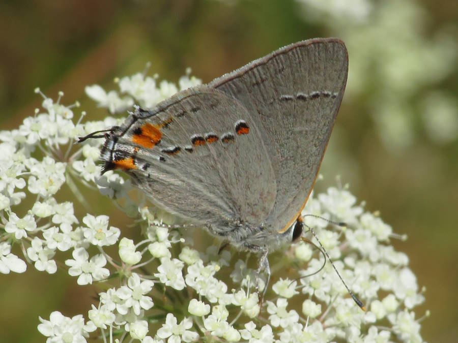 gray hairstreak butterfly