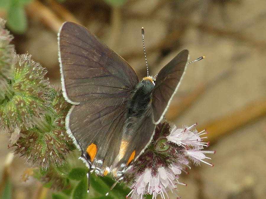 top view of a gray hairstreak butterfly, North Dakota butterflies