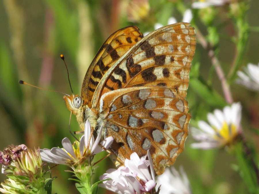 side view Greater Fritillary butterfly picture, Colorado Butterflies