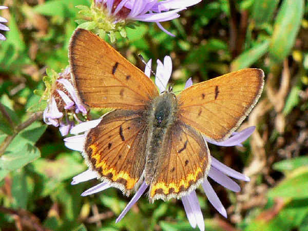 top wings of a male lilac-bordered copper butterfly