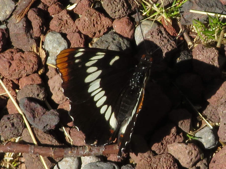 Lorquin's Admiral butterfly picture
