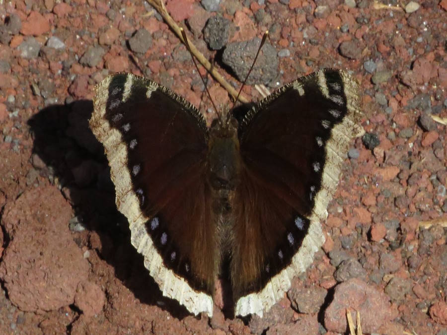 Mourning cloak butterfly