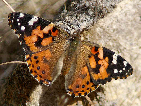 picture of a Painted Lady butterfly, part of the Nebraska butterflies collection