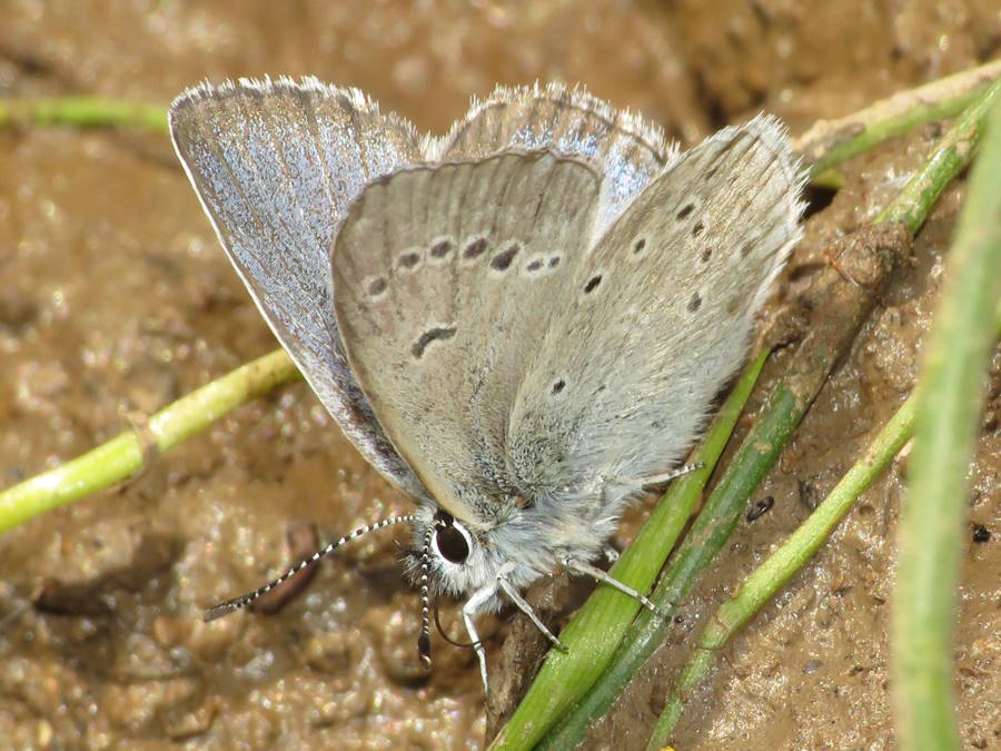 side view of a Silvery blue butterfly picture