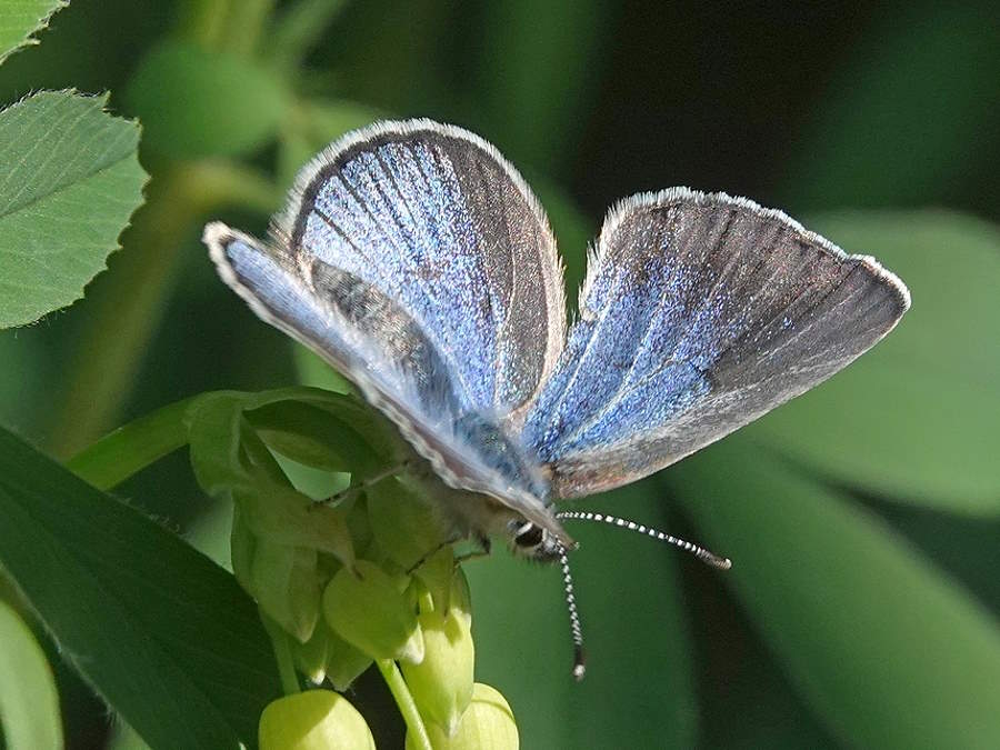 top view of a Silvery Blue butterfly, Colorado Butterflies