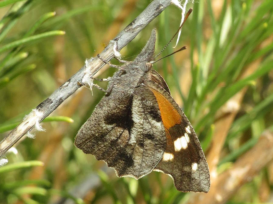 picture of a Snout butterfly, Georgia butterflies