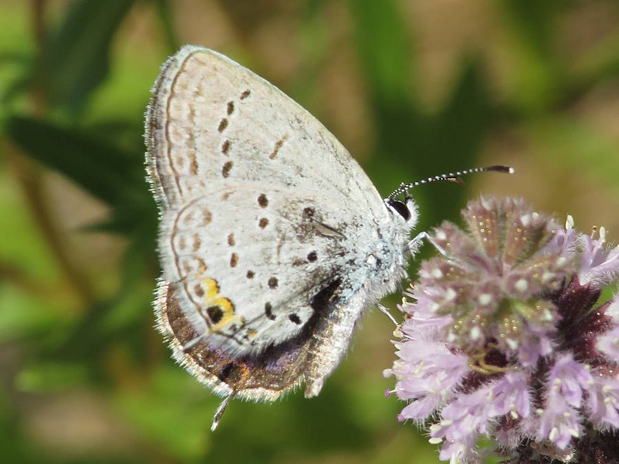 Eastern Tailed-blue butterfly, North Dakota butterflies