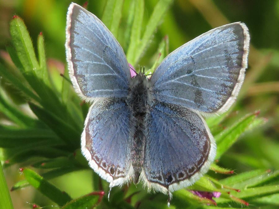 Eastern Tailed-blue butterfly