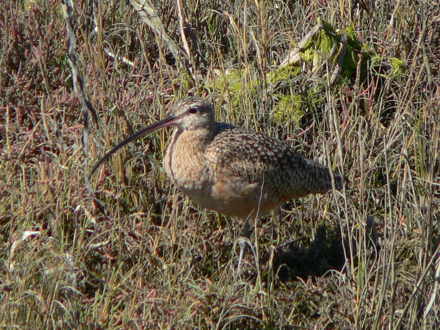 Long Billed Curlew