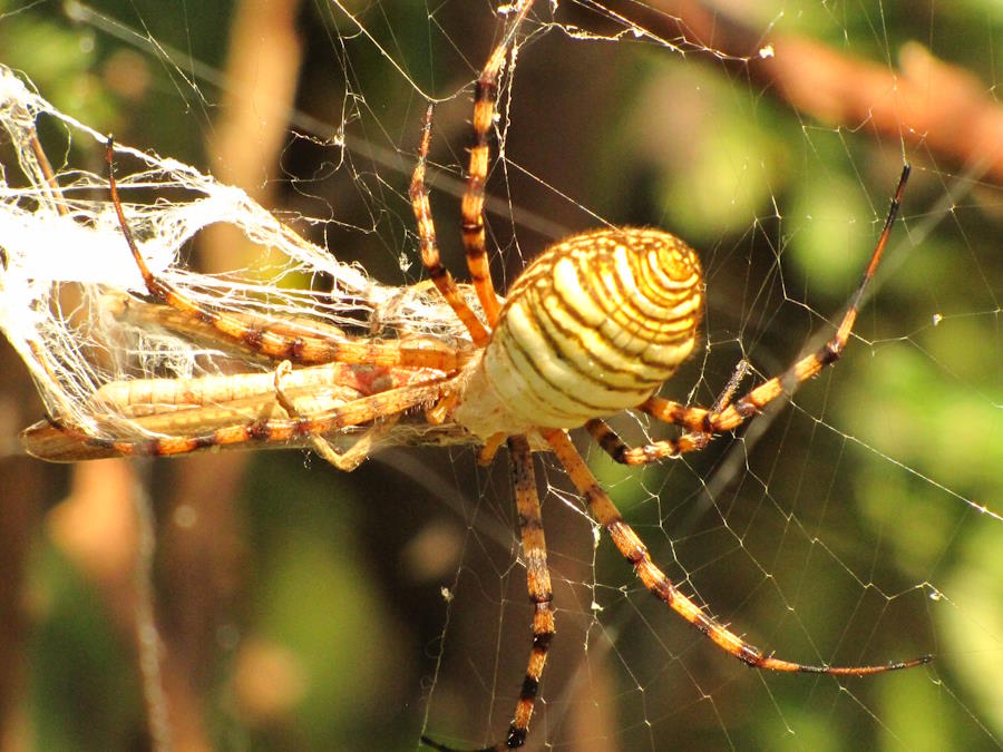 Banded Writing Spider