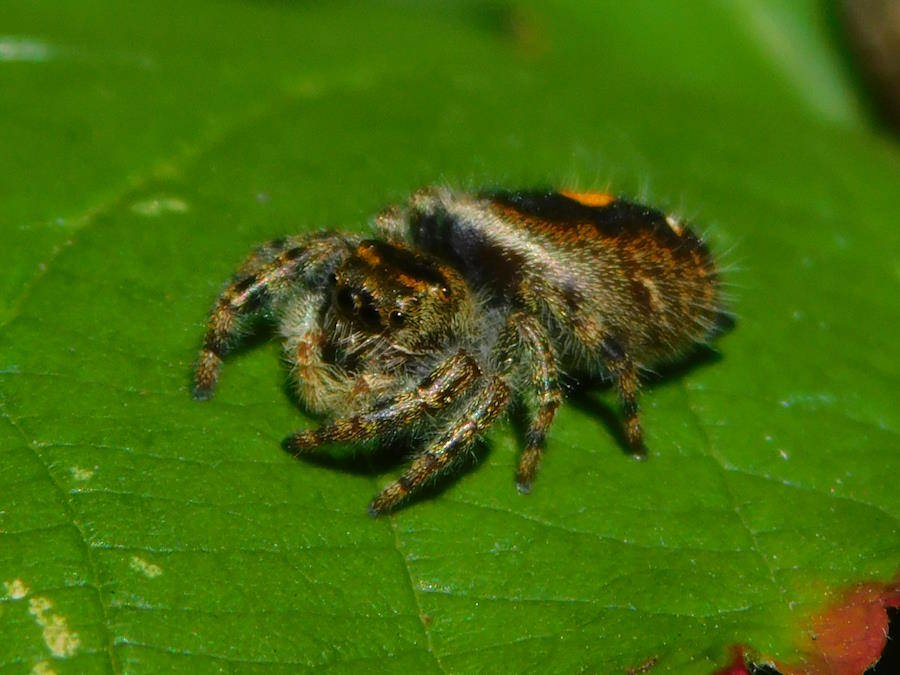 Bold Jumping Spider