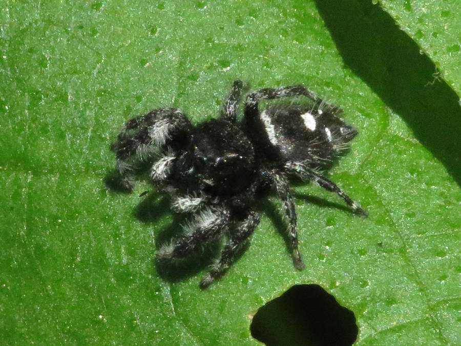 Bold Jumping Spider