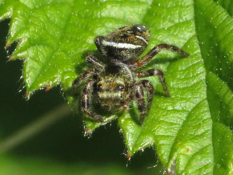Brilliant Jumping Spider face