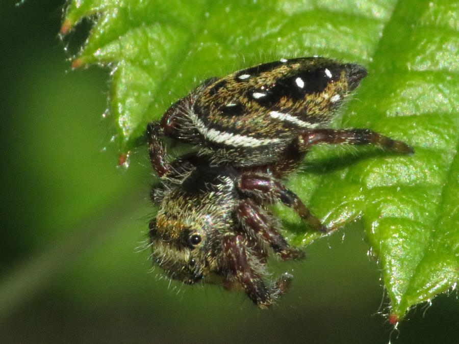 Brilliant Jumping Spider side view