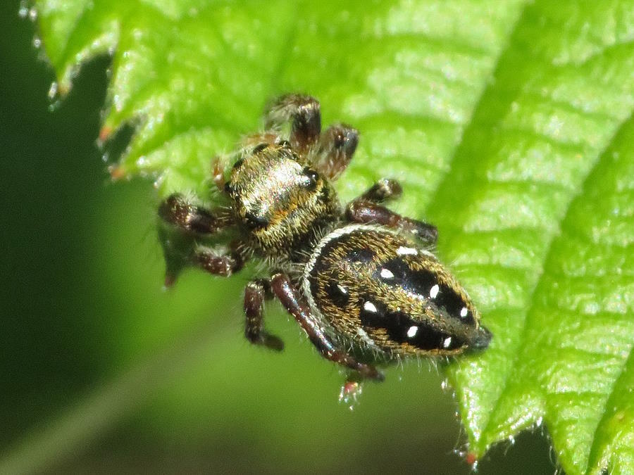 Brilliant Jumping Spider top view