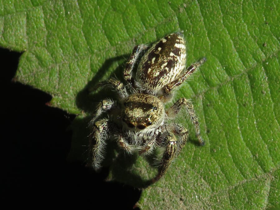 Bronze Jumping Spider female