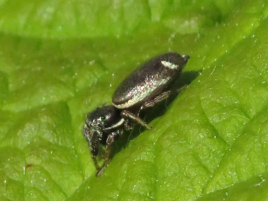 Button Hook Leaf Beetle jumping spider