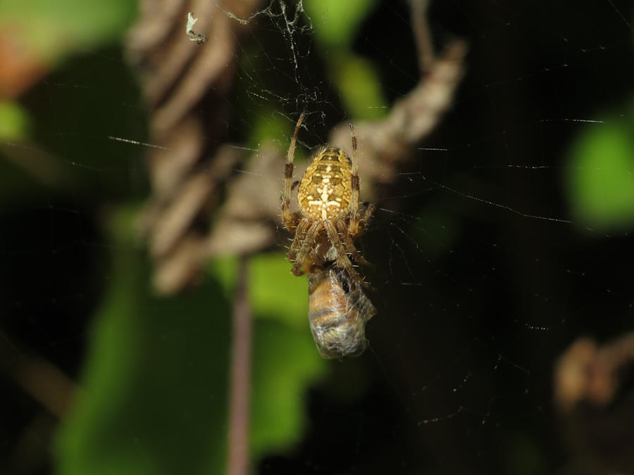Cross Orb Weaving Spider