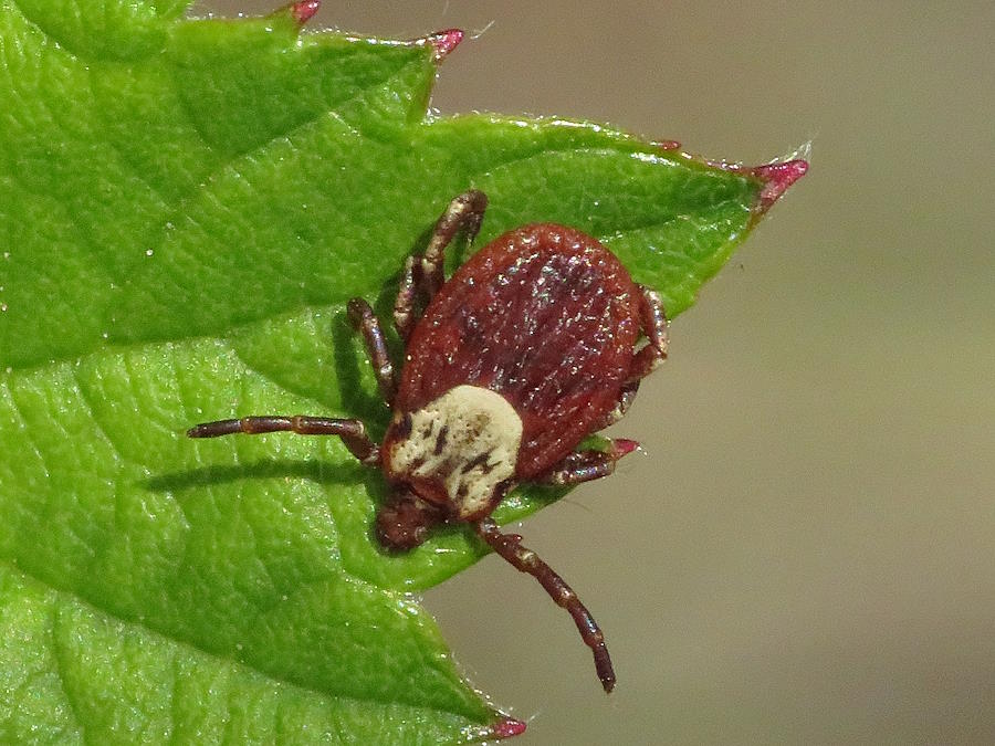 Female Dog tick
