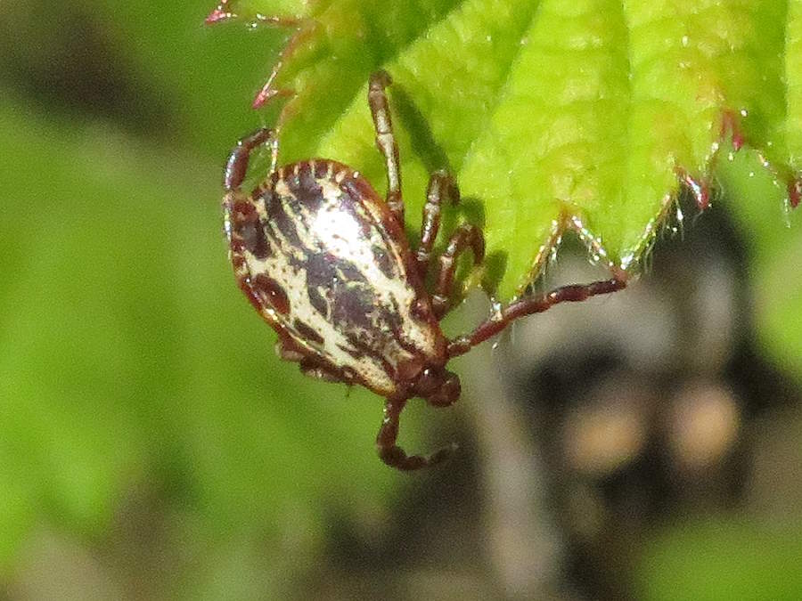 ale Dog Tick