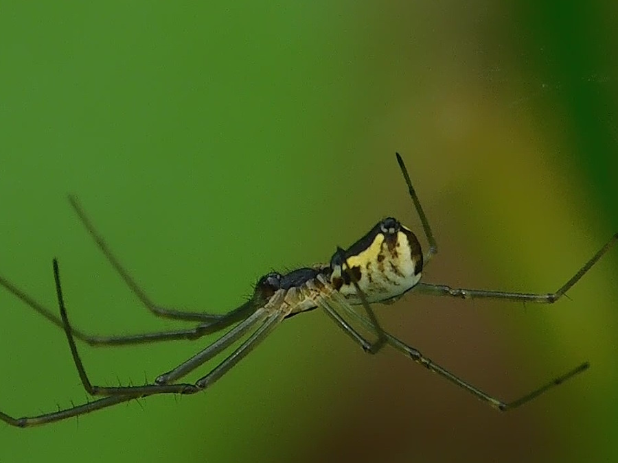 Filmy Dome Spider