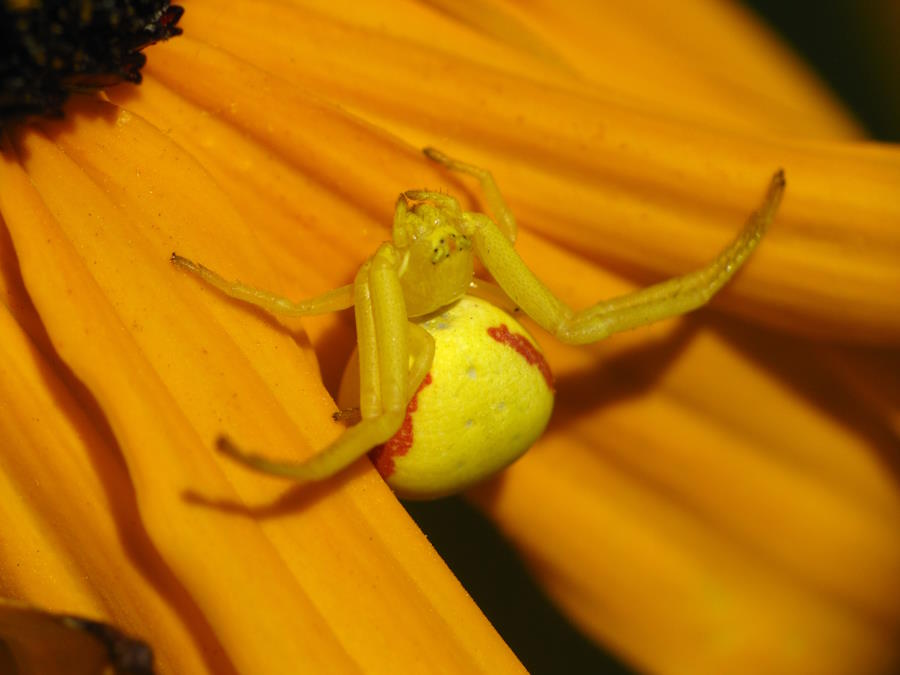 Flower Crab Spider yellow