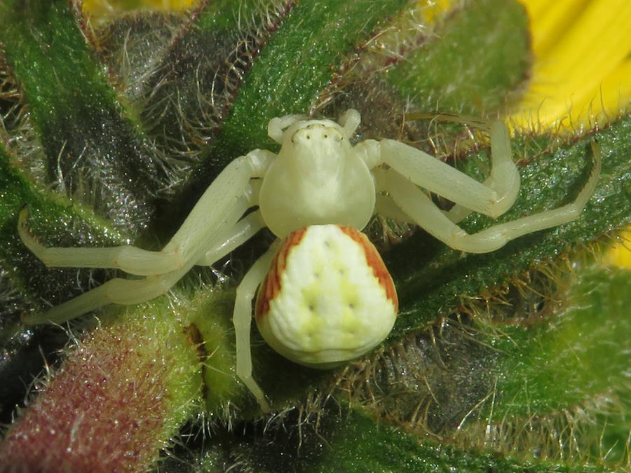 Flower Crab Spider