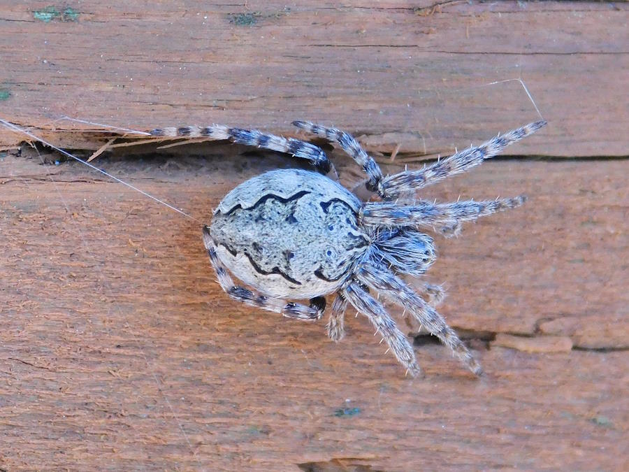 Gray Cross Spider