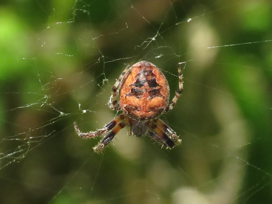 Larinioides patagiatus