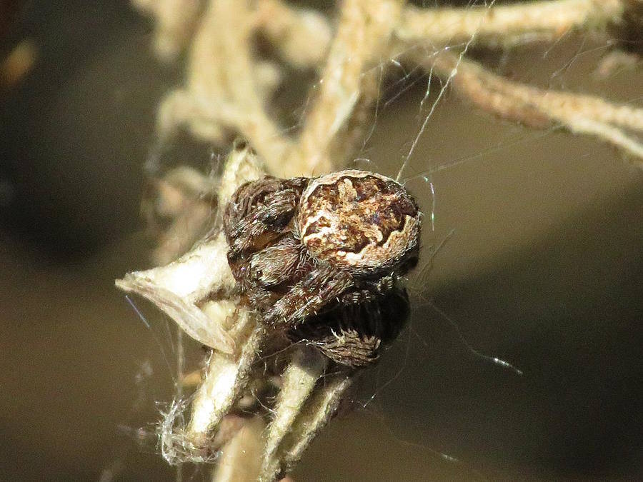Larinioides patagiatus