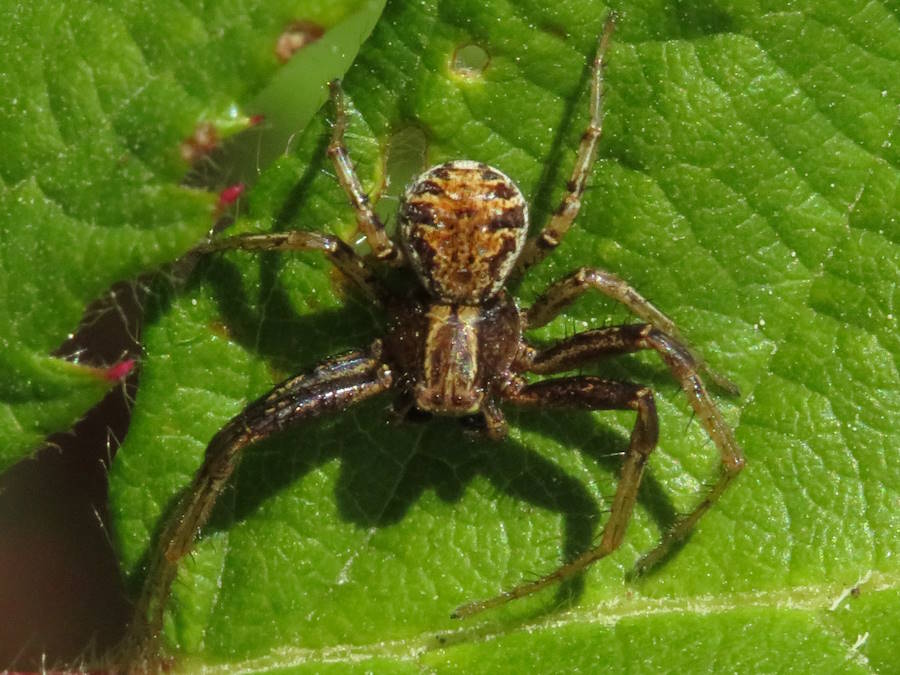 Ground Crab Spider