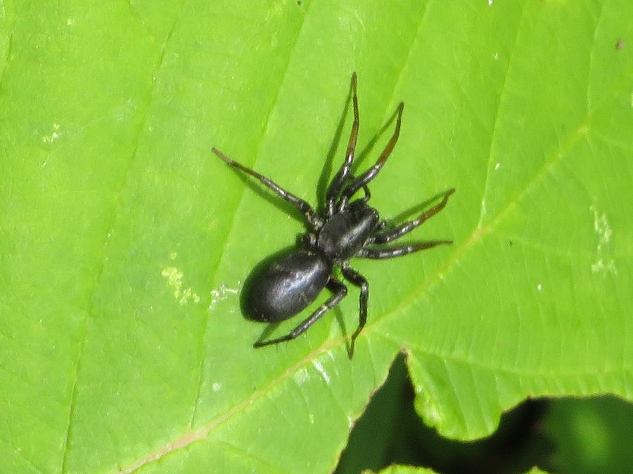 Ground Spider