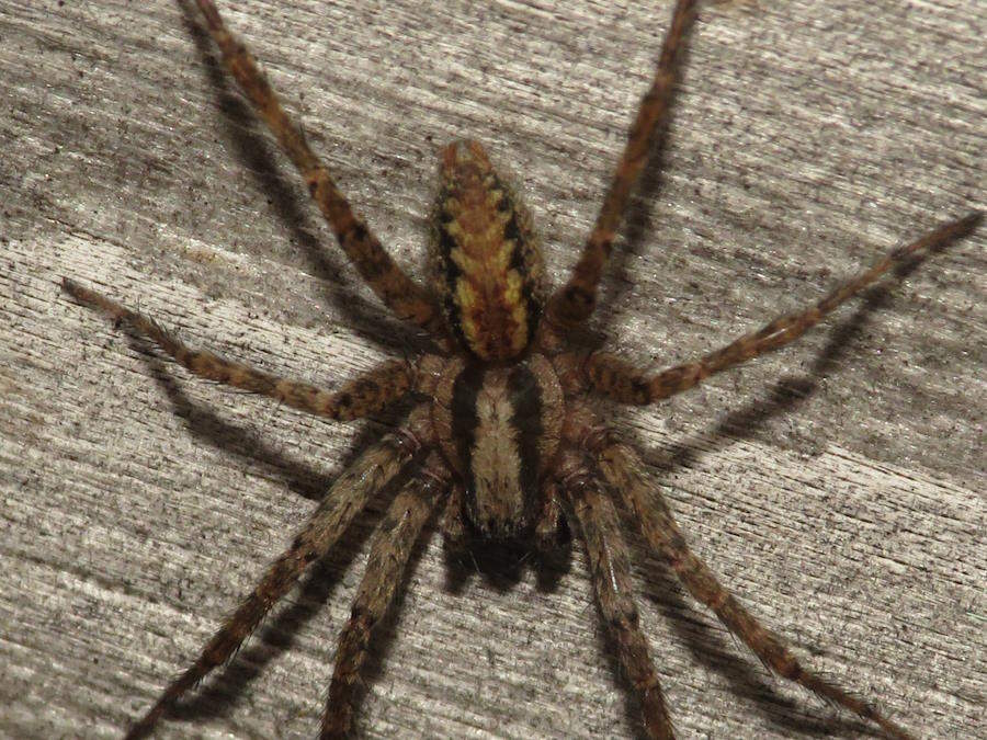 Funnel weaving spider hololena-nedra
