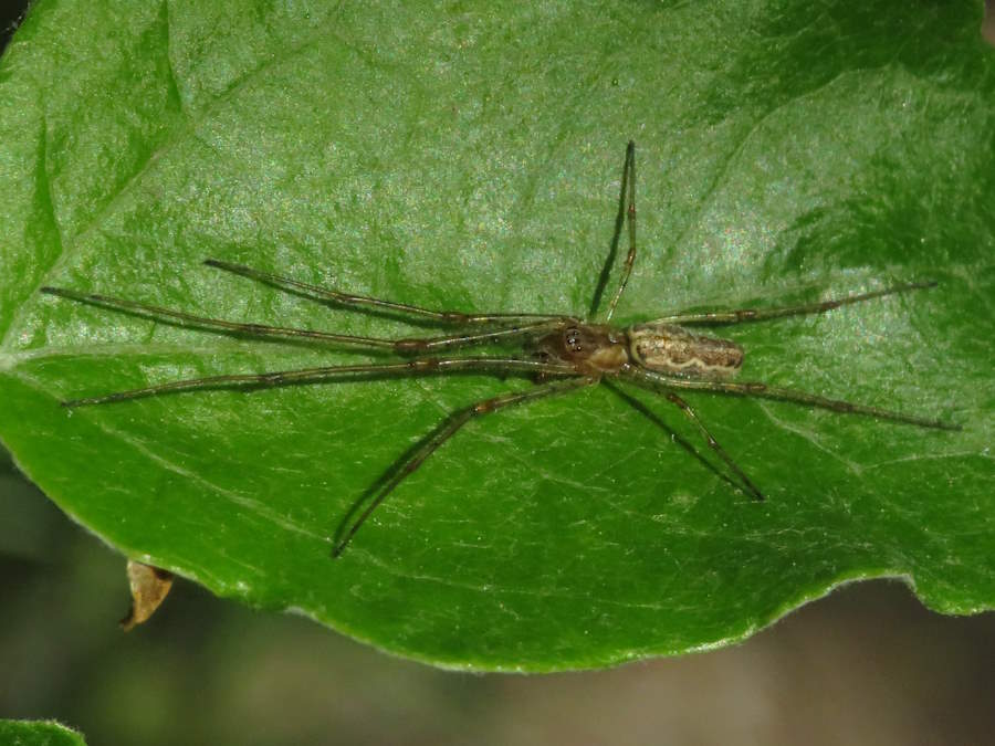 long-jawed orbweaver