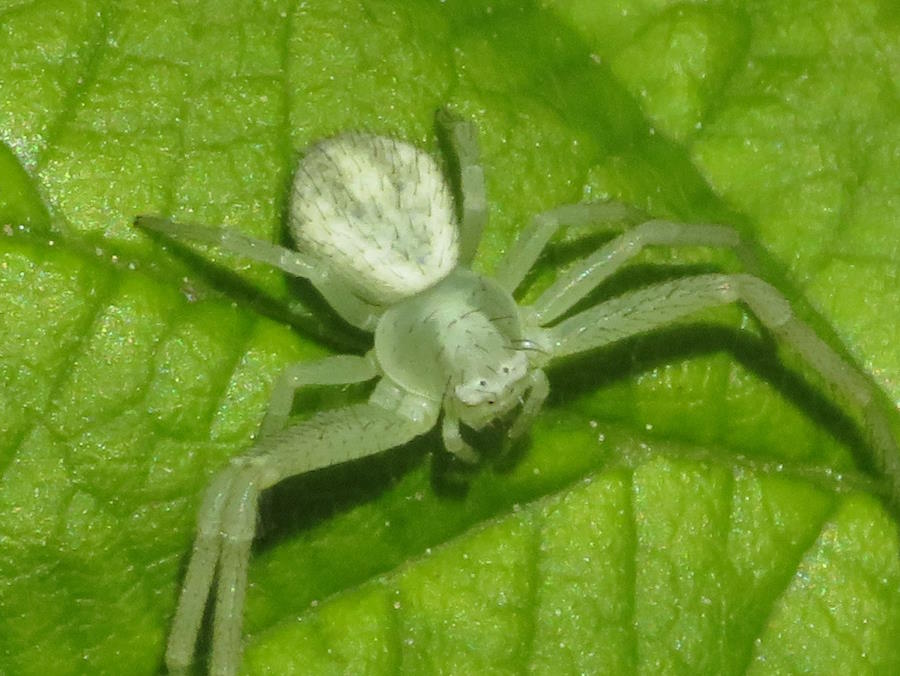Northern Crab Spider white