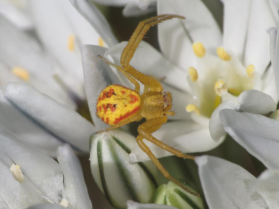 northern-crab-spider-yellow-red