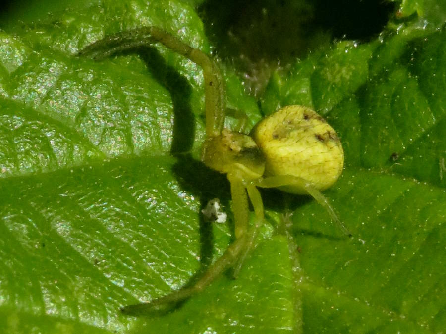 Northern Crab Spider yellow