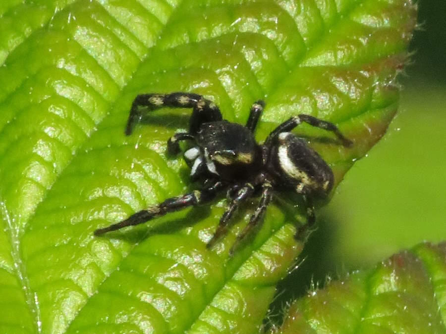 Oak Jumping Spider side view