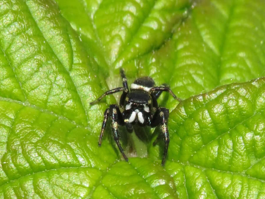 Oak Jumping Spider front view