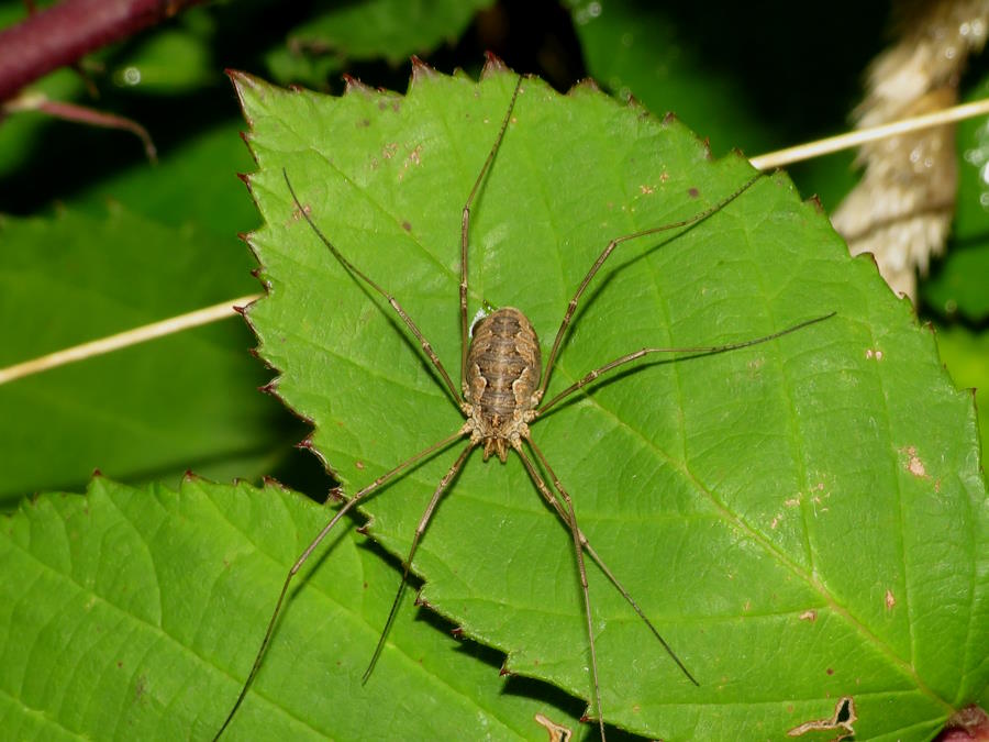 opaline, daddy long legs