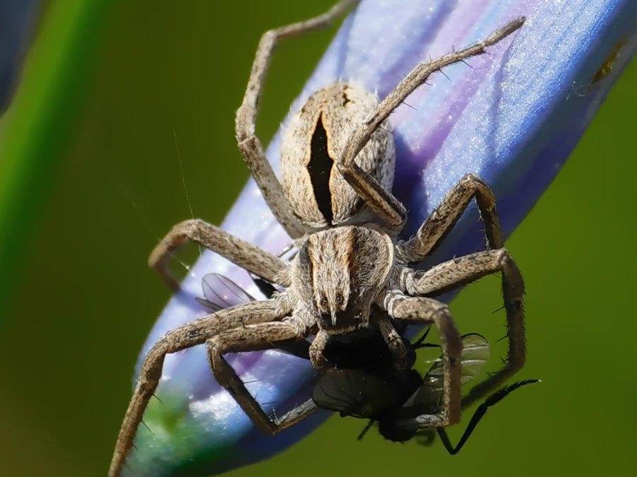 Rhysodromus histrio
