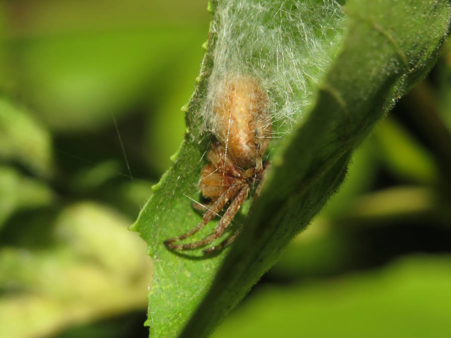 Sleeping Orb Weaving Spider