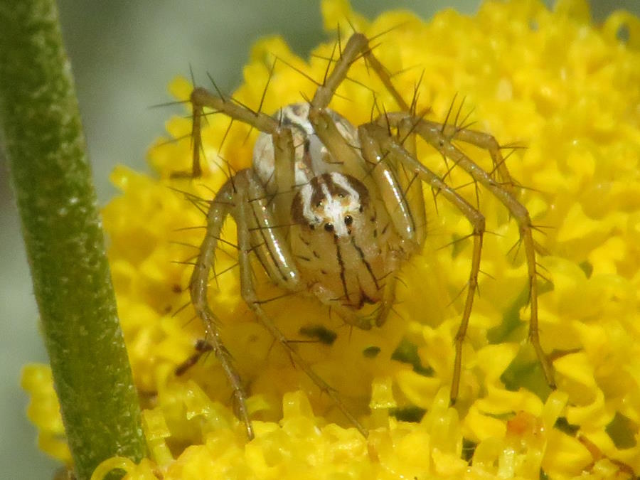 Striped Lynx Spider Eyes