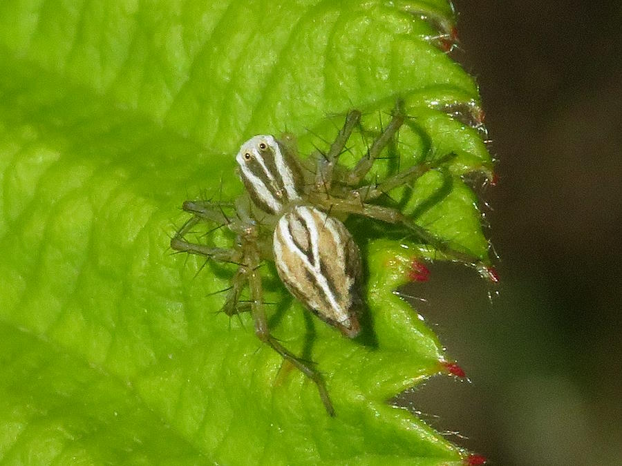 top view of Striped Lynx spider