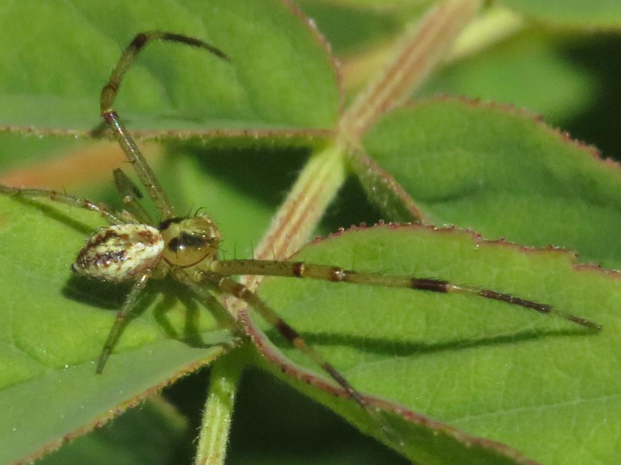 Swift Crab Spider