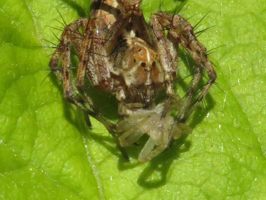 Western Lynx Spider Eyes